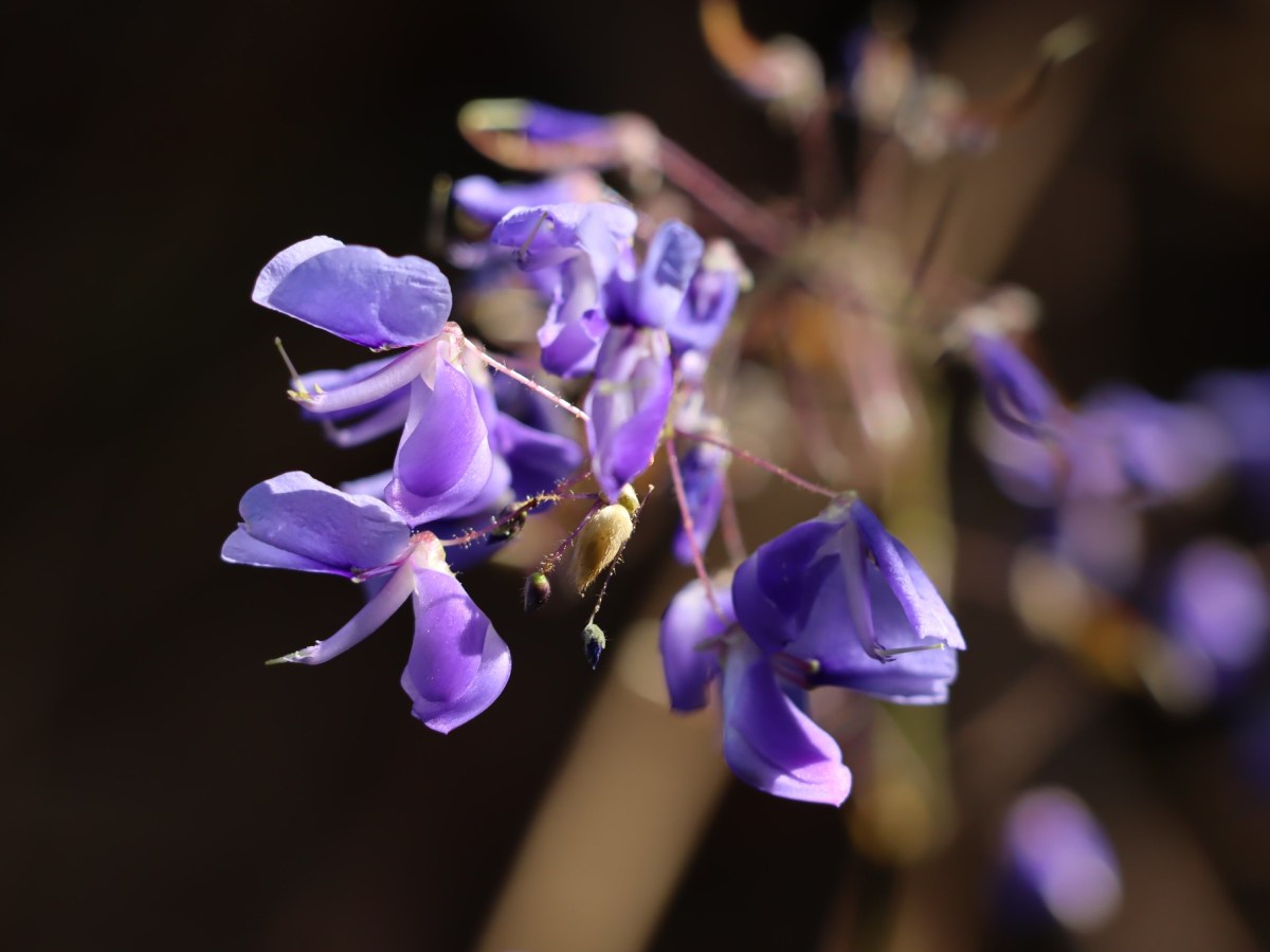 The Legend of the Khun Tan&nbsp;Orchid