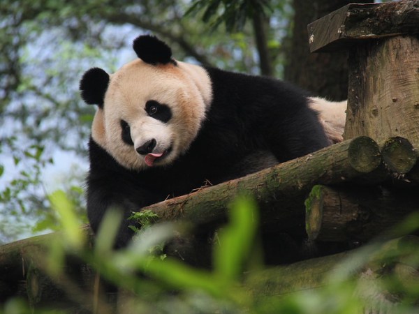 Pandas